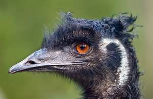 emu